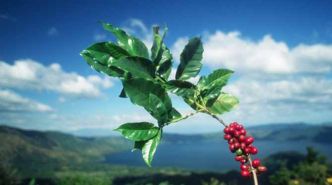 Café agricultura sostenible