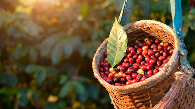 Café agricultura sostenible
