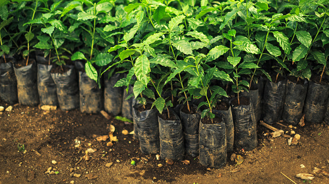 Descubre cómo es una plantación de café