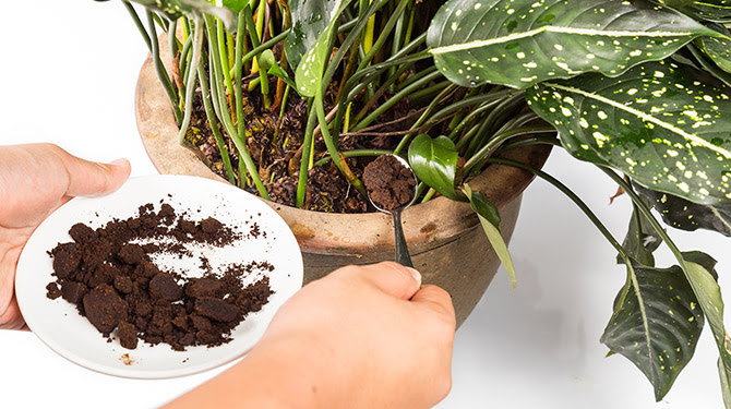 Café como fertilizante de plantas
