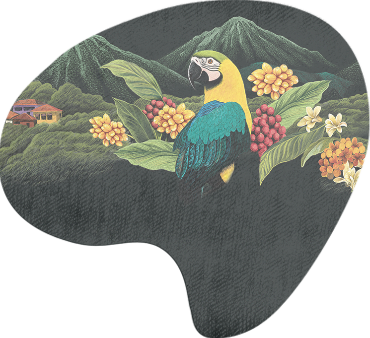 Café Bonka Premium Brasil