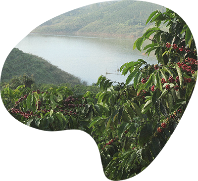 Café Bonka Molido Descafeinado