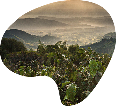 Café Bonka Molido Mezcla