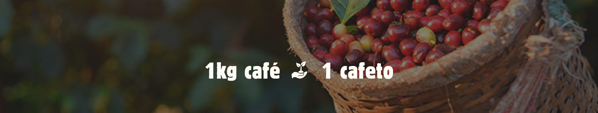 1 kilogramo de café = 1 planta de cafeto