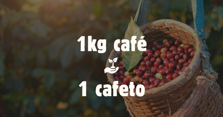 1 kilogramo de café = 1 planta de cafeto