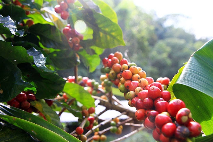 Baya de cafés rojas