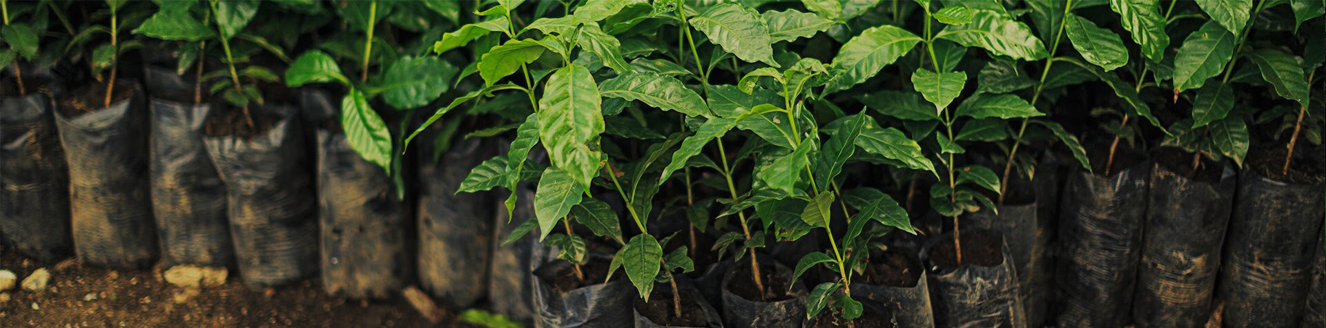 Fomentamos buenas prácticas en el cultivo del café