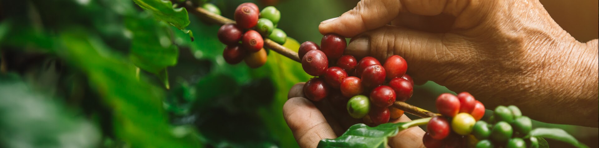 Todo lo que se pueda hacer para mejorar tu café, lo haremos