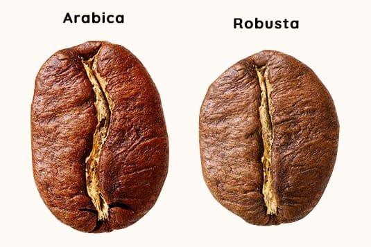 Diferencia entre los granos de arábica y robusta