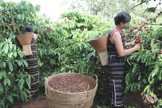 Tipos de café en grano: Café Arábica y Café Robusta - conCAFÉ OCS