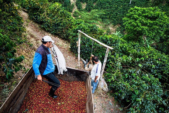 Cafeteros cargando las cerezas del café recién recolectadas