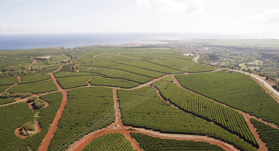 Campos de cultivo