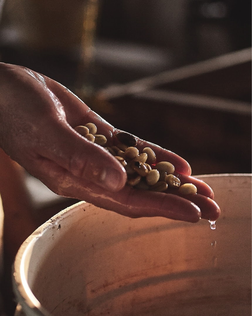 Semillas Café lavadas en agua