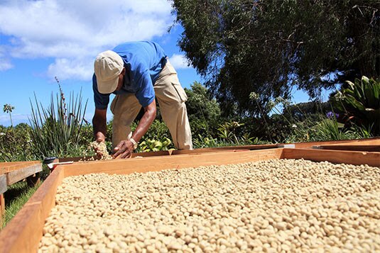 Recolección a mano del grano de café