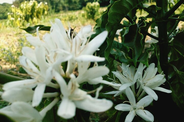 Floración de un cafeto
