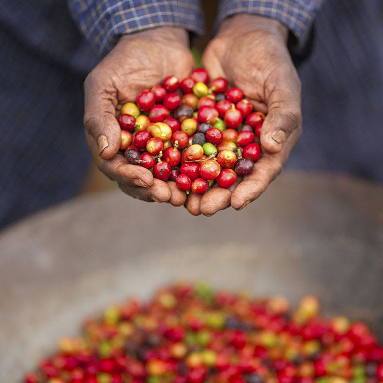 Grano del café