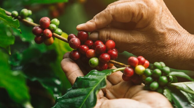 Todo lo que se pueda hacer para mejorar tu café, lo haremos