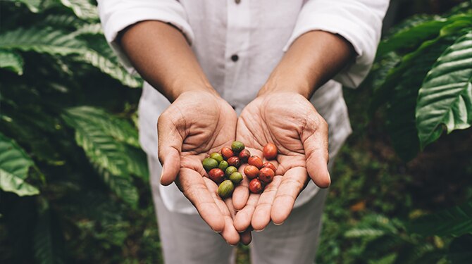 Descubre la asociación de cultivos: una práctica clave para una agricultura sostenible