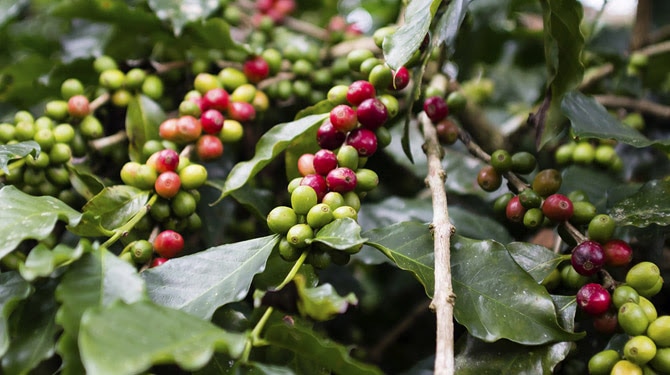 El árbol del café o cafeto