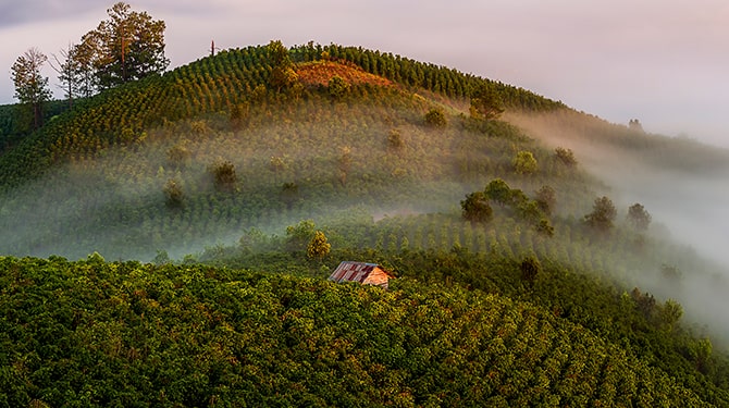 Café descafeinado en grano o molido 