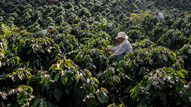 El futuro del café: empresas sostenibles