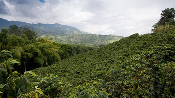 El cafetal y los cafetaleros: pasión y dedicación