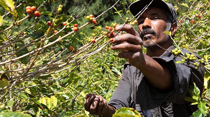 De dónde viene el café y otras curiosidades sobre este fruto