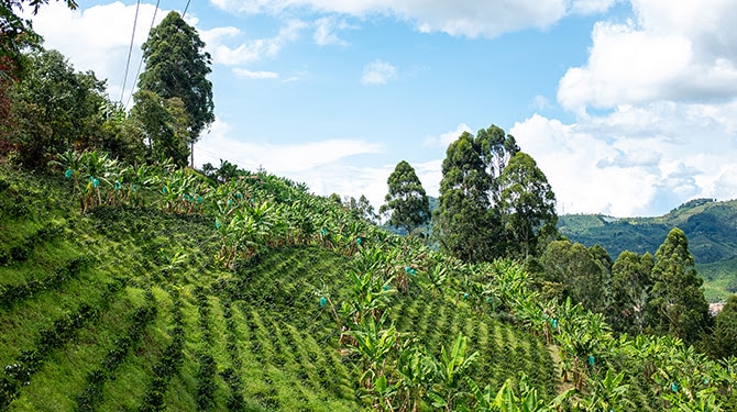 Todo lo que necesitas saber sobre el café colombiano 