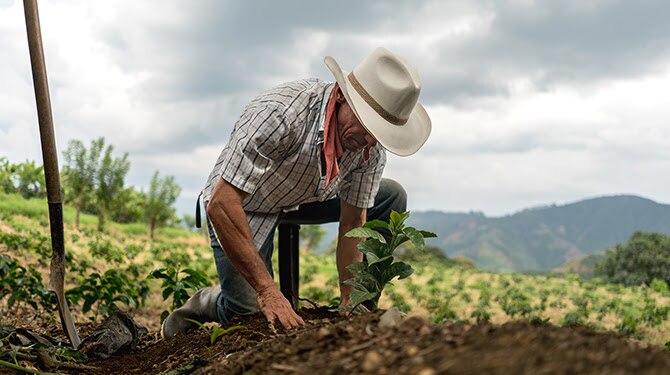 El cafetal: fruto del trabajo y dedicación de los cafetaleros