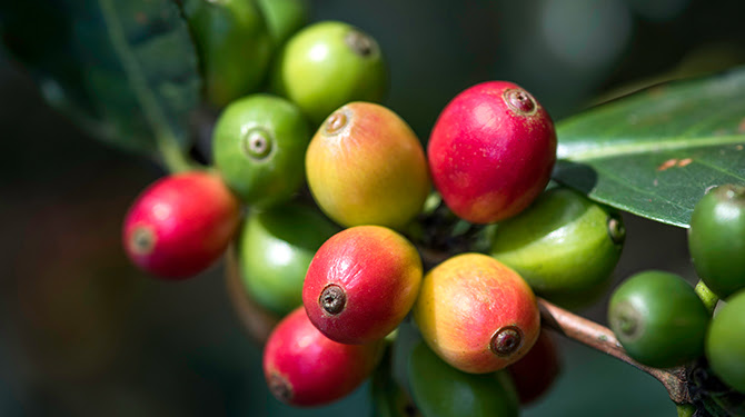 Café: el fruto del cafeto de cultivo sostenible