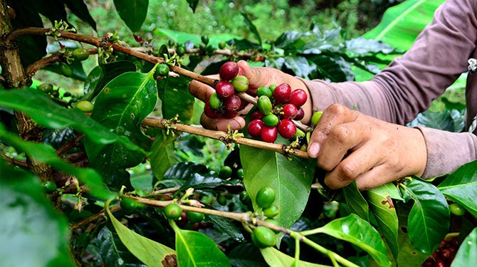 7 regalos para amantes del café 