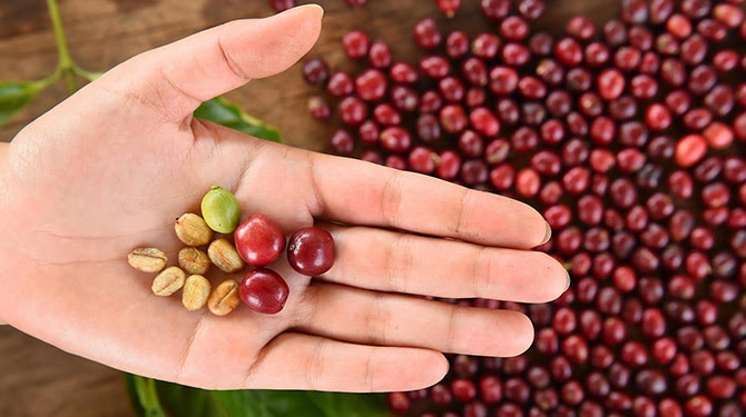 El árbol del café o cafeto