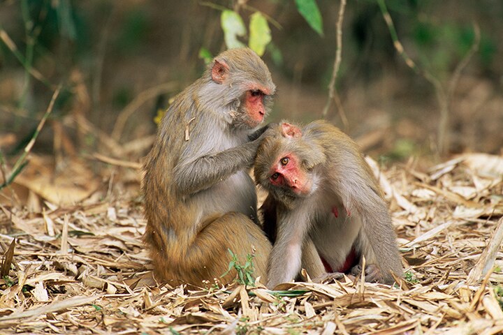 Monos Rhesus acicalándose