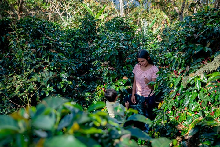 Plantación de café en Colombia