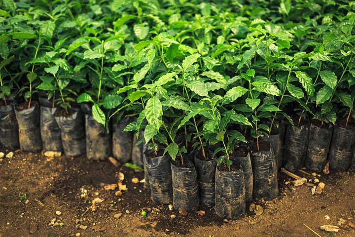 Los plantones de cafeto son el inicio del proceso de elaboración del café