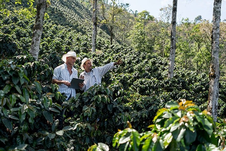 Plantación a la sombra
