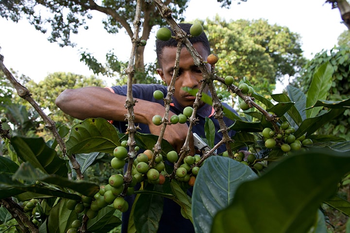 Poda de cafetos