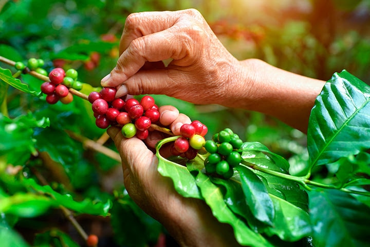 Café arábica: propiedades y beneficios| Bonka