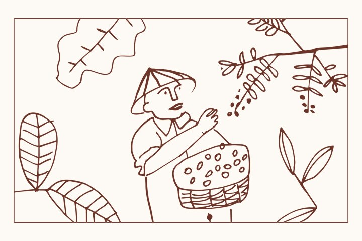 Dibujo de un recolector de café recogiendo frutos del cafeto