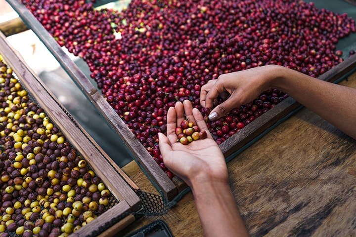 Selección manual de los granos de café