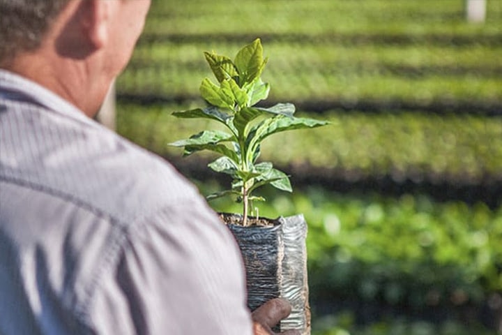 La situación geográfica del cafetal marca el tipo de cultivo