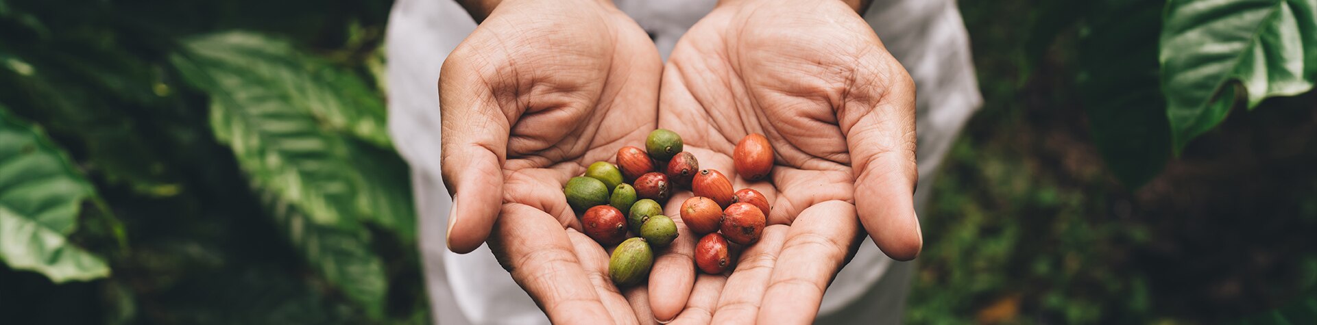 Descubre la asociación de cultivos: una práctica clave para una agricultura sostenible