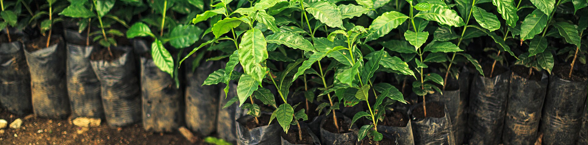 Descubre cómo es una plantación de café