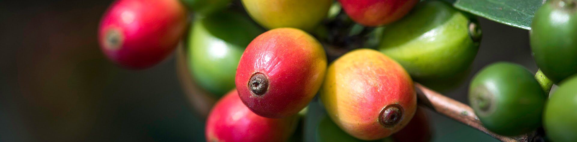 Fruto del café en la rama