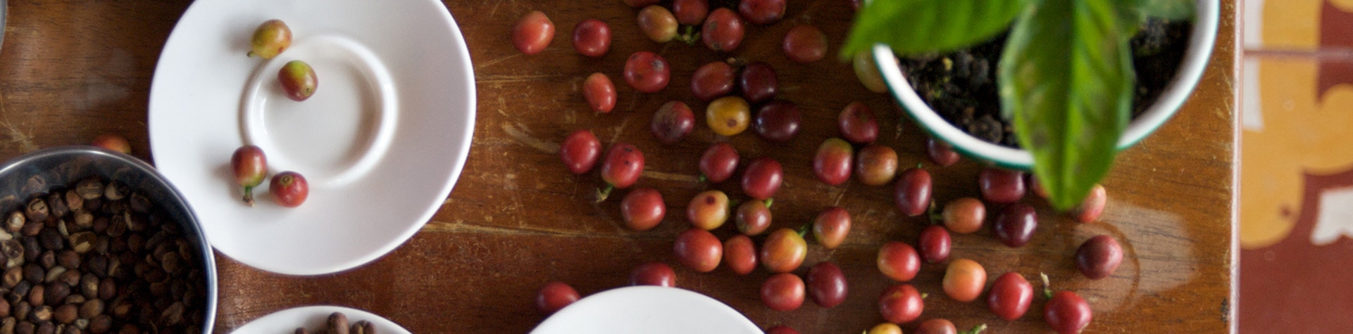 Tipos de café en grano: Café Arábica y Café Robusta - conCAFÉ OCS